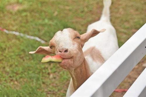 自由吃瓜鹅,揭秘娱乐圈幕后真相