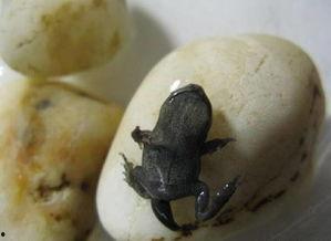 瓜西瓜吃蝌蚪找妈妈,一场蝌蚪与妈妈的温馨邂逅