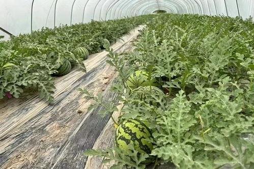 遍地瓜田吃瓜,共享丰收喜悦