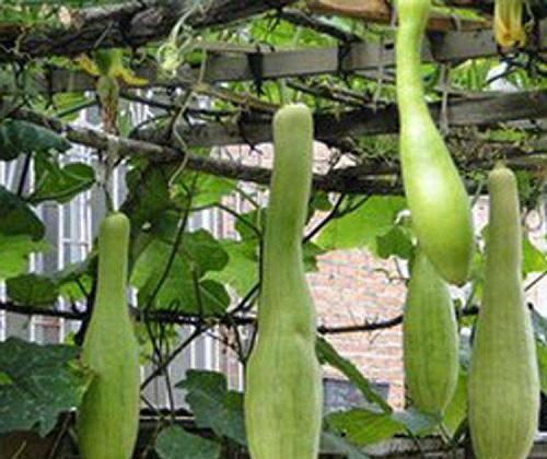 吃田瓜长肉吗,吃田瓜真的会长肉吗？营养与热量大揭秘