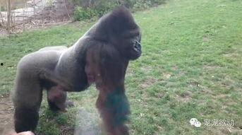 女孩吃瓜像猩猩视频,女孩吃瓜姿势引网友热议，竟被调侃像猩猩！