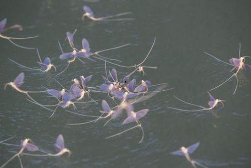 吃瓜蜉蝣,揭秘网络时代的“蜉蝣效应”