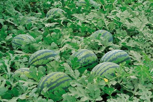 新疆吃瓜群vx,瓜田里的欢乐时光