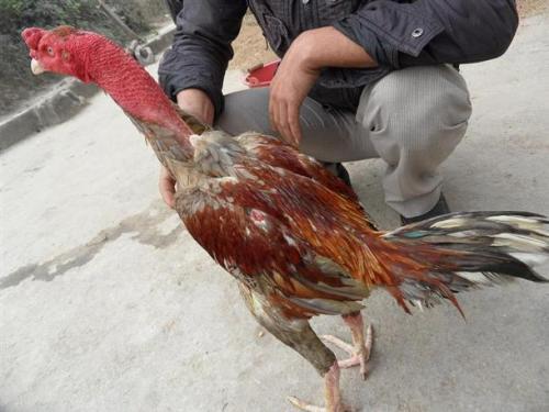 斗鸡可以吃瓜吗,探寻古法美食的奇妙搭配