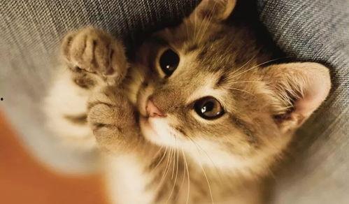 正义小猫瓜吃蓝莓,正义小猫瓜的蓝莓奇遇记