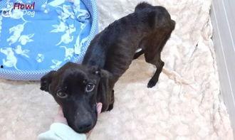 狗舍吃瓜,宠物界的欢乐时光