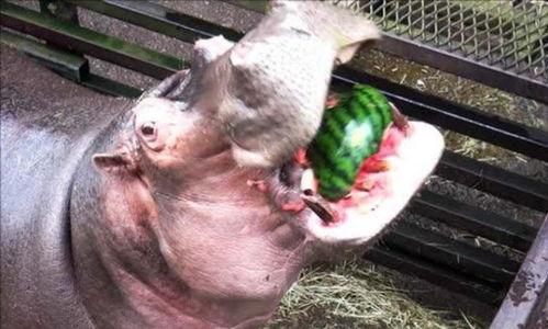 人和河马比赛吃瓜,一场吃瓜大赛的趣味对决