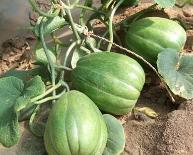 大家都等着吃瓜,瓜熟蒂落，围观群众翘首以待