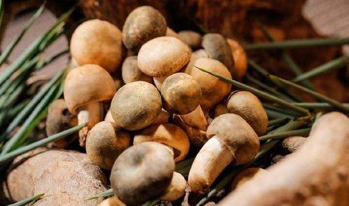 南北吃瓜的视频,一场跨越地域的美食盛宴