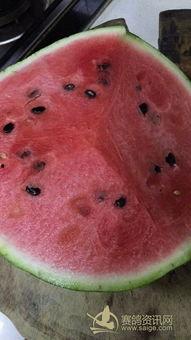 鸽子吃瓜种子吗,揭秘鸟类食性之谜