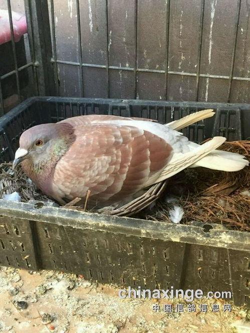 鸽子吃瓜种子吗,揭秘鸟类食性之谜